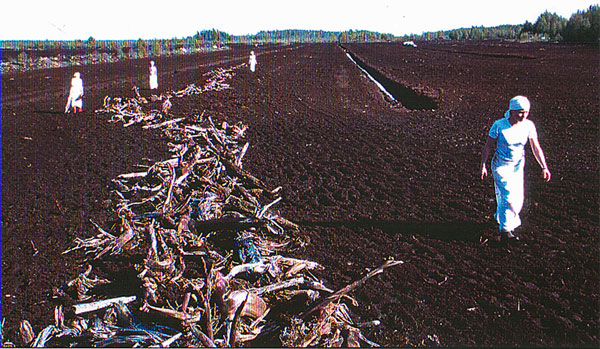Napanuora/Cord, SuoMen-performance, silently dragging roots back to the marsh/hiljaisesti konkeloiden takaisin vieminen suolle, 1998